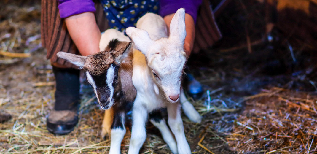 A farmer holding two baby goats.